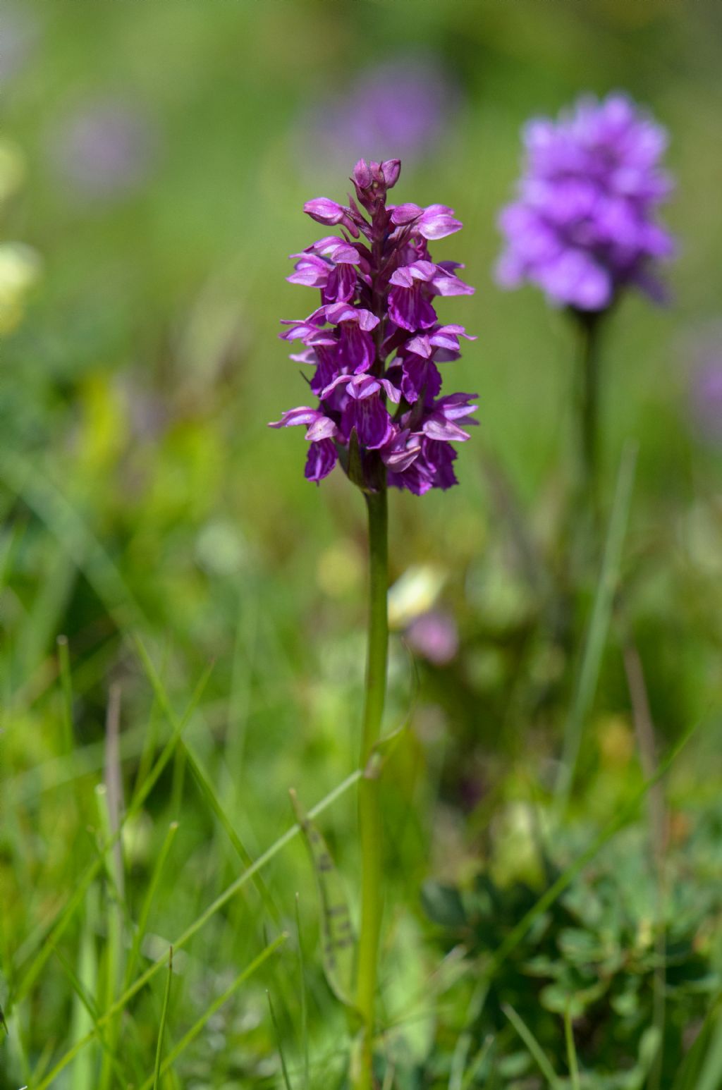 x Dactyloglossum mixtum (Asch. & Graebn.) Rauschert - Passo del Sempione